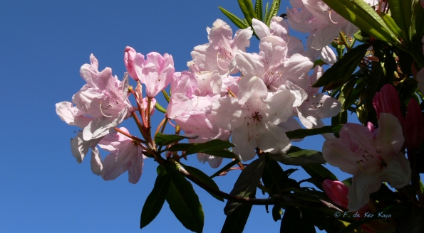 Bois des Moutiers (175) Mai 2012